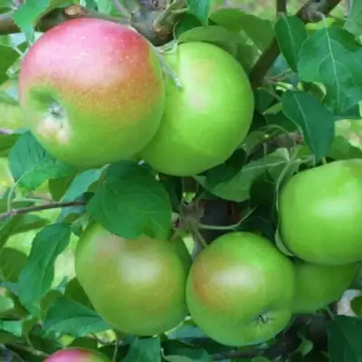 Яблоня НАВАВИТА в Жлобине