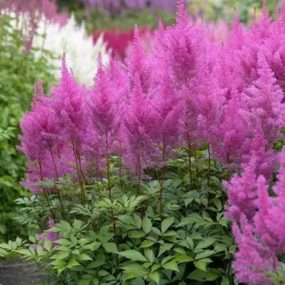 Астильба АМЕТИСТ Арендса в Жлобине