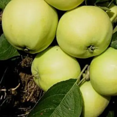 Яблоня ПАПИРОВКА в Жлобине