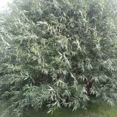 Ива СЕРЕБРИСТАЯ в Жлобине