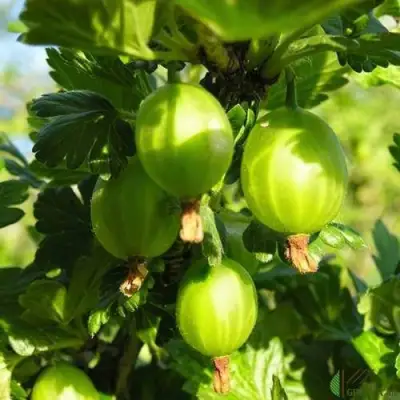 Крыжовник МАЛАХИТ в Жлобине