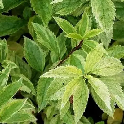 Форзиция ЛЕДНОГОРА промежуточная в Жлобине