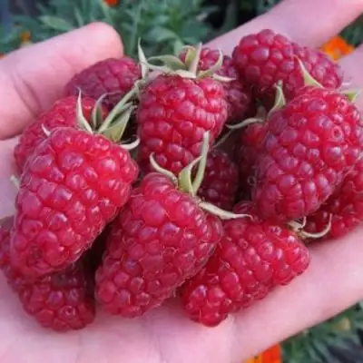 Малина МОСКОВСКИЙ ВЕЛИКАН в Жлобине