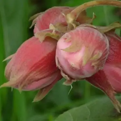 Фундук АКАДЕМИК ЯБЛОКОВ в Жлобине