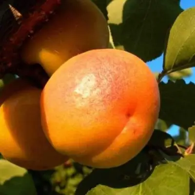 Абрикос СПАДЧЫНА в Жлобине