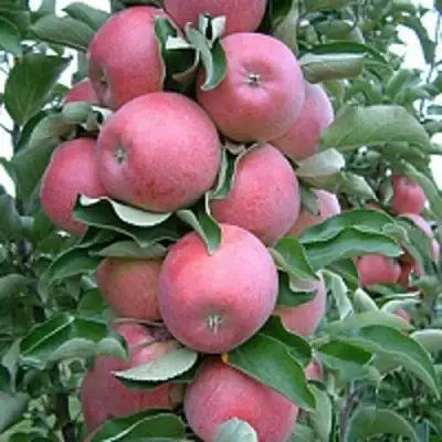 Яблоня АНТЕЙ КИЕВСКИЙ колонновидная в Жлобине