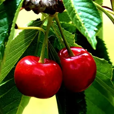 Вишня НИКА в Жлобине