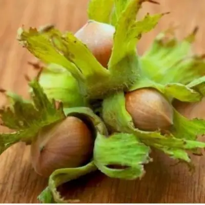 Фундук ГИГАНТ ТАМБОВСКИЙ в Жлобине