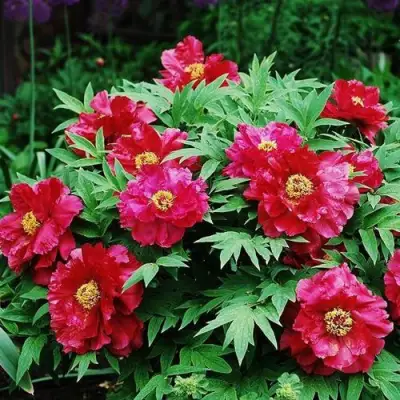 Пион КРАСНЫЙ ЛОТОС древовидный в Жлобине