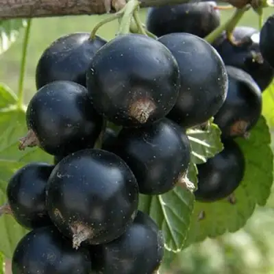 Смородина черная КЛУССОНОВСКАЯ в Жлобине