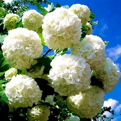 Калина БУЛЬДЕНЕЖ в Жлобине