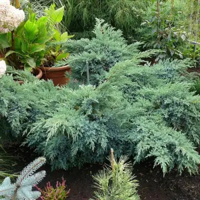 Можжевельник БЛЮ ШВЕД (СВИД) чешуйчатый в Жлобине