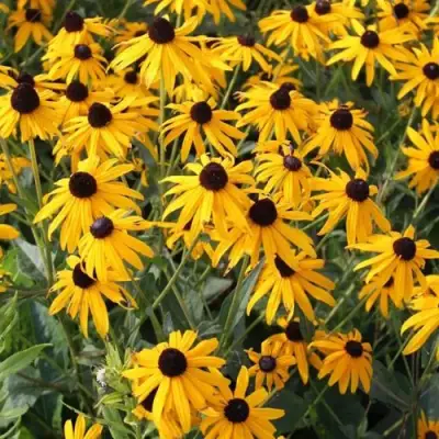 Рудбекия блестящая в Жлобине