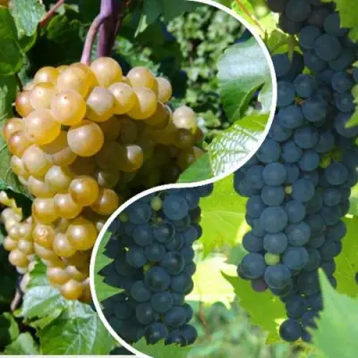 Комплект ИНЬ-ЯНЬ в Жлобине