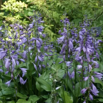 Хоста ГАРРИ ВАН ТРИЕР в Жлобине