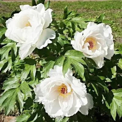 Пион ЛЕТНИЙ ДВОРЕЦ древовидный в Жлобине