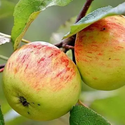 Яблоня РАНЕТКА (КОРОБОВКА) в Жлобине