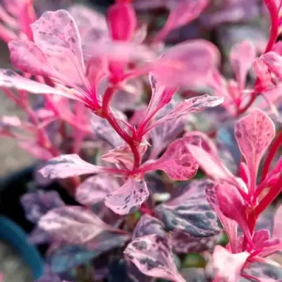 Барбарис РОУЗ ГЛОУ тунберга в Жлобине