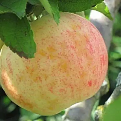 Яблоня ЛЕТНЕЕ СЛАДКОЕ в Жлобине