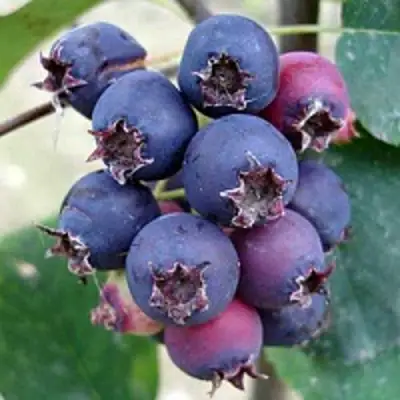 Ирга SLEYT в Жлобине