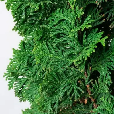 Туя СПИРАЛИС западная в Жлобине