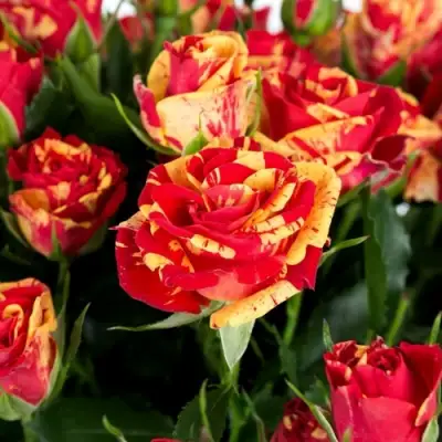 Роза ФАЙЕР ФЛЕШ спрей в Жлобине