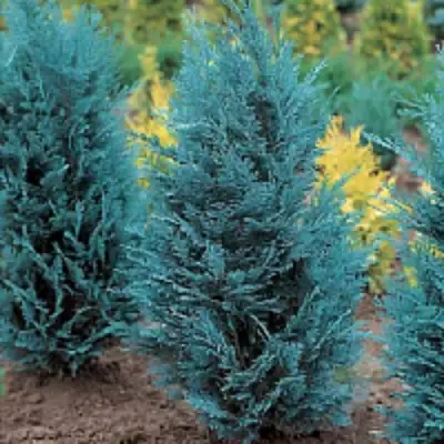 Кипарисовик ВАН ПЕЛЬТС БЛЮ лавсона в Жлобине