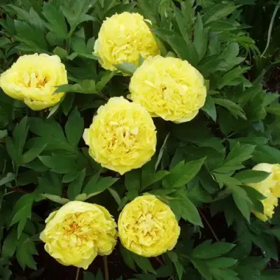 Пион ЗОЛОТАЯ КОРОНА древовидный в Жлобине