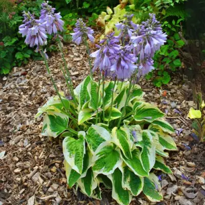 Хоста АУРЕОМАРГИНАТА в Жлобине