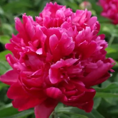 Пион ПЕСНЬ ВЕТРА травянистый в Жлобине