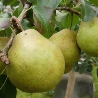 Груша ПЛАТОНОВСКАЯ в Жлобине