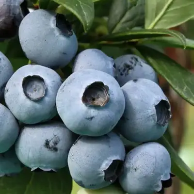 Голубика НЕЛЬСОН в Жлобине