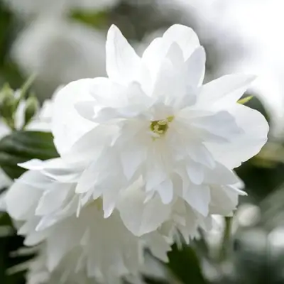 Жасмин МИНЕСОТА СНОУФЛЕЙК в Жлобине