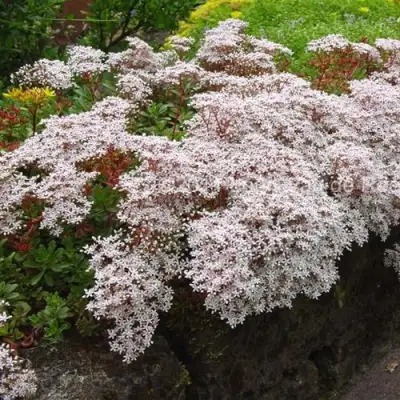 Очиток (седум) МУРАЛЕ белый в Жлобине