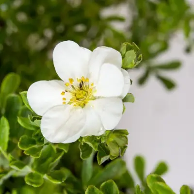 Лапчатка СНОУБЕРД кустарниковая в Жлобине