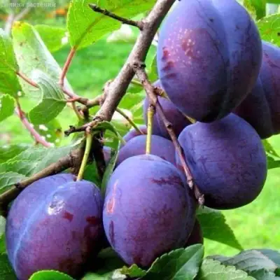 Слива ВЕНГЕРКА БЕЛОРУССКАЯ в Жлобине