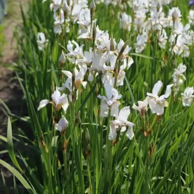 Ирис АЛЬБА сибирский в Жлобине