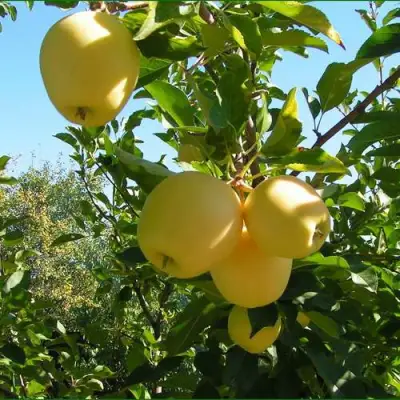 Яблоня ГОЛДЕН МИЛЛЕНИУМ в Жлобине