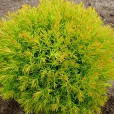 Туя АННИЕК западная в Жлобине