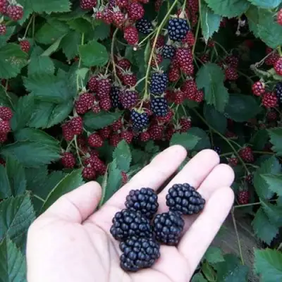 Ежевика ОРКАН бесшипная  в Жлобине