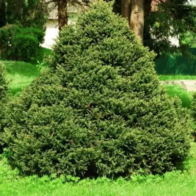 Ель ОЛЕНДОРФИ обыкновенная в Жлобине