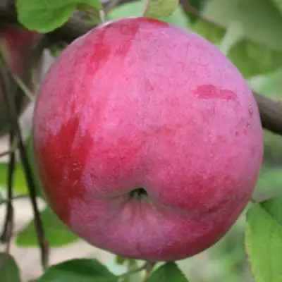 Яблоня БРЯНСКОЕ РОЗОВОЕ в Жлобине