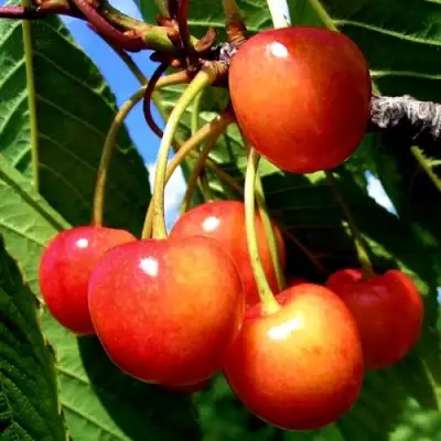 Черешня ФАТЕЖ в Жлобине