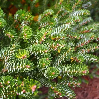 Пихта белая в Жлобине