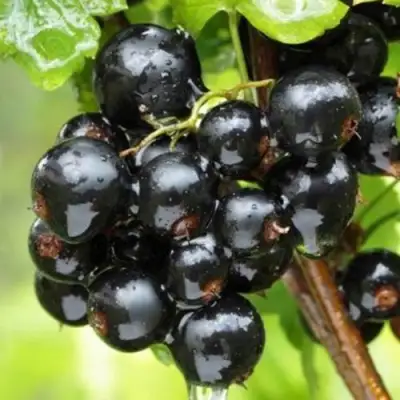 Смородина черная БЫЛИННАЯ (ВЕРНОСТЬ) в Жлобине