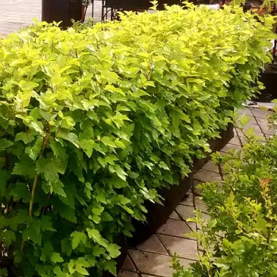 Комплект АНГЕЛ ГОЛД в Жлобине