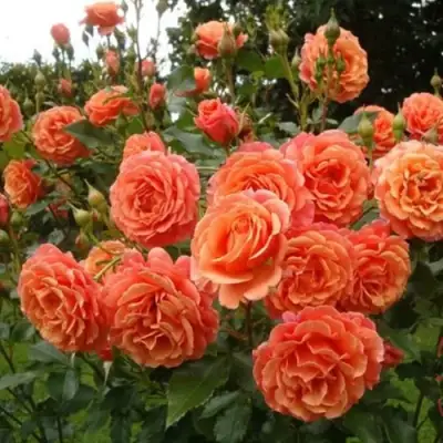 Роза БЕЛЬВЕДЕР шраб в Жлобине