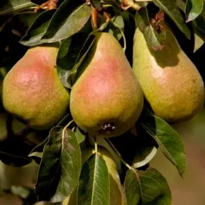Груша РУССКАЯ КРАСАВИЦА (КРАСАВИЦА ЧЕРНЕНКО) в Жлобине