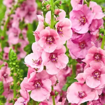 Коровяк ПИНК ДОМИНО гибридный (вербаскум) в Жлобине