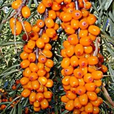 Облепиха СУДАРУШКА в Жлобине